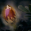Vårblomman