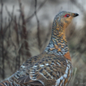 Queen Capercaillia of the capercaillie forests