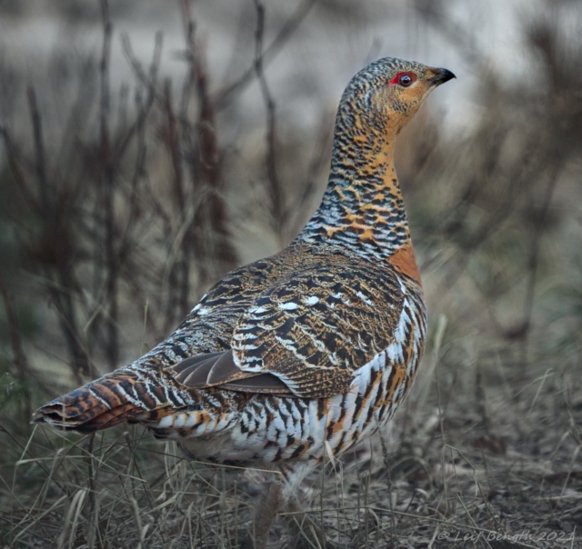 Queen Capercaillia of the capercaillie forests
