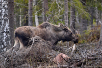 På älvdalsskogarna