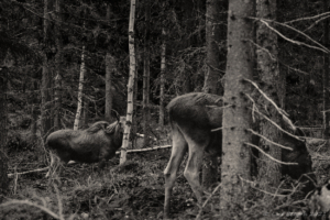 På älgskogen...