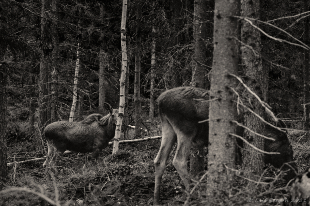 På älgskogen
