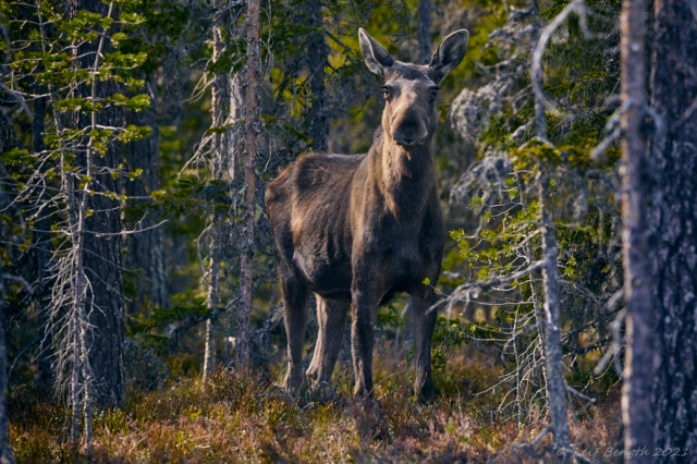 Älgkon
