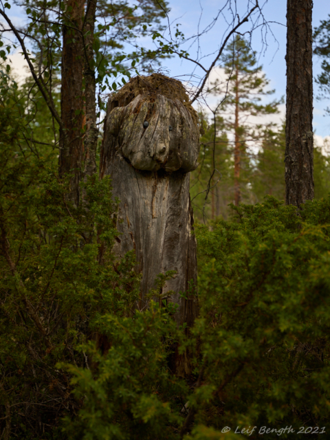 Sjungaretrollet vid Sjungareån