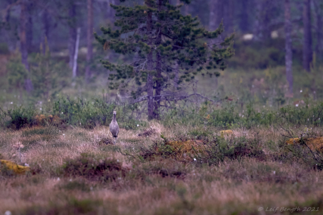 Småspov