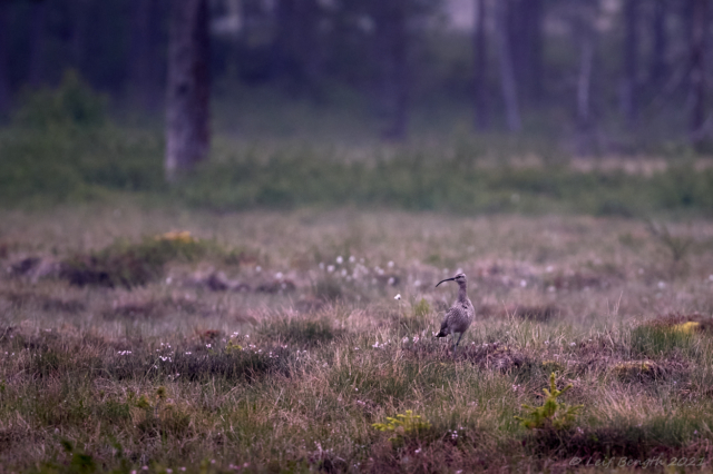 Småspov
