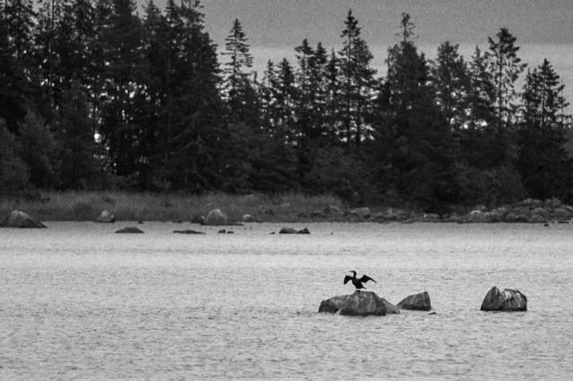 En skarv luftar vingarna