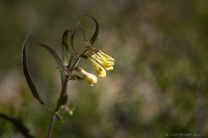 Några blommor vid Geddtjenn