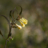 Några blommor vid Geddtjenn