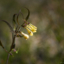 Några blommor vid Geddtjenn