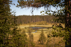 Vackra lilla Geddtjenn