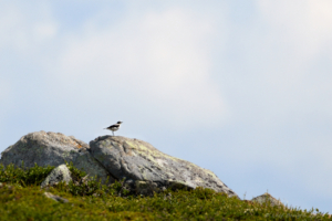 Stenskvätta på Flatruet