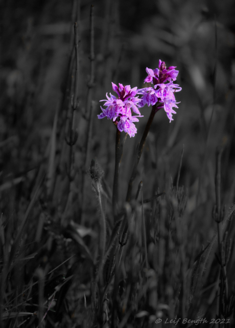 Jungfru Marie Nycklar