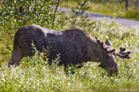 Ynglingen vid Fjätervålen