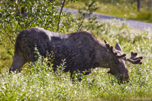 Ynglingen vid Fjätervålen