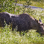 Ynglingen vid Fjätervålen
