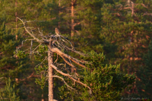 Tornfalksparet på Kölen