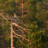 Tornfalksparet på Kölen