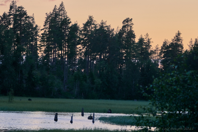 Mickelbäcksdammen (Näsbergs sågdamm)