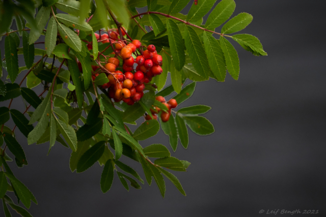 Rönnbär över älvens mörka vatten