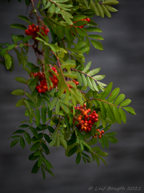 Rönnbär över älvens mörka vatten