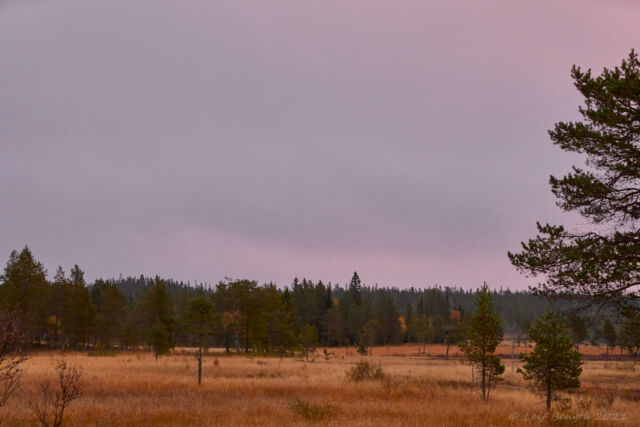 Morgonrodnad