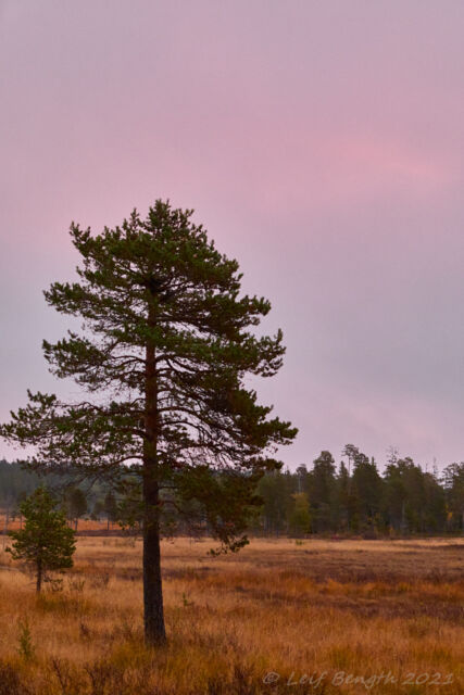 Morgonrodnad