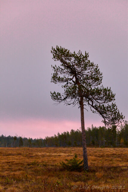 Morgonrodnad