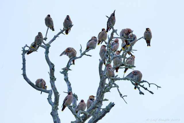 Sidensvansar i massor....