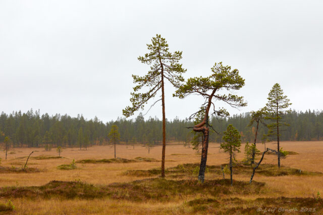 Myrtallar i gråväder