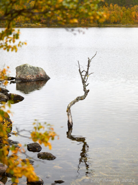 Fjällbjörken