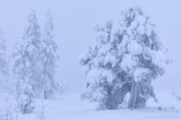 Tysta väsen i dimmor…