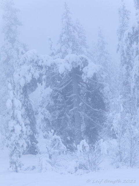 Väsen på N Oradtjärnberget