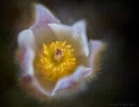 Tiölåtuppa/Mosippa