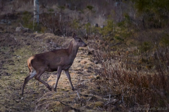 ronhjort, hind