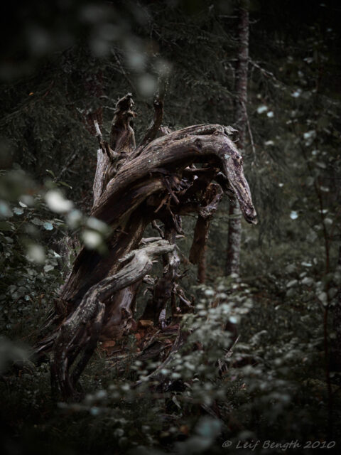 Möte i gammelskog