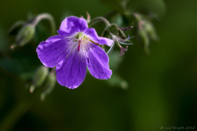 Midsommarblomster