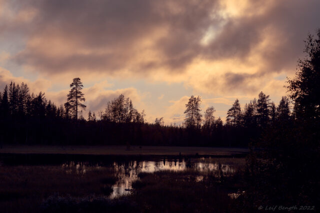 skogstjärnrn