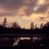 skogstjärnrn