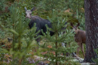 Älgkon och kalven – närbild