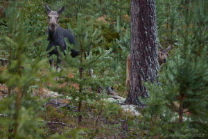 Älgkon och kalven III