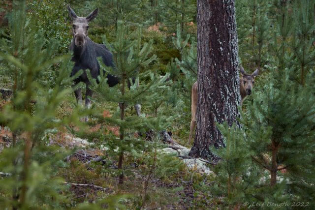 Älgkon och kalven