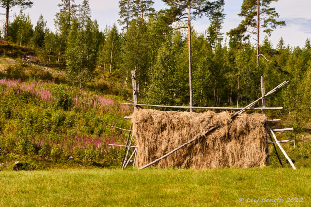En hässja/Iena essu