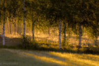 Penslad morgon