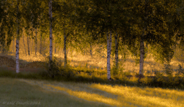 Penslad morgon