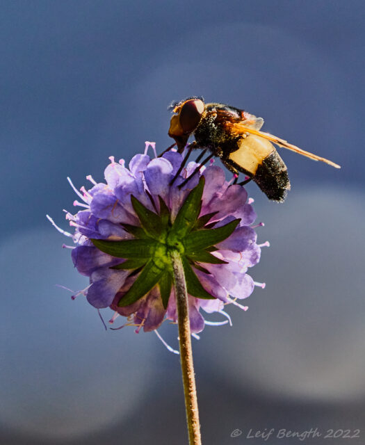 Blomfluga