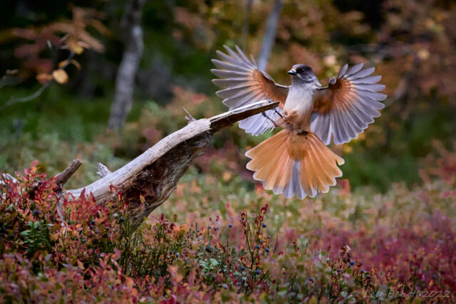 Utspända fjädrar