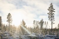 Motljusvinter vid Geddtjenn