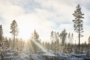 Motljusvinter vid Geddtjenn