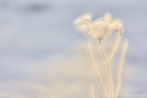 Dubbelexponerad vinter
